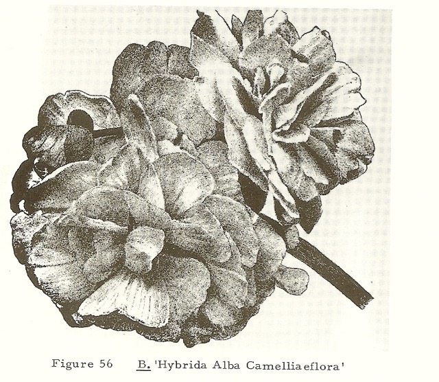 B. ‘Camelliaflora Alba’